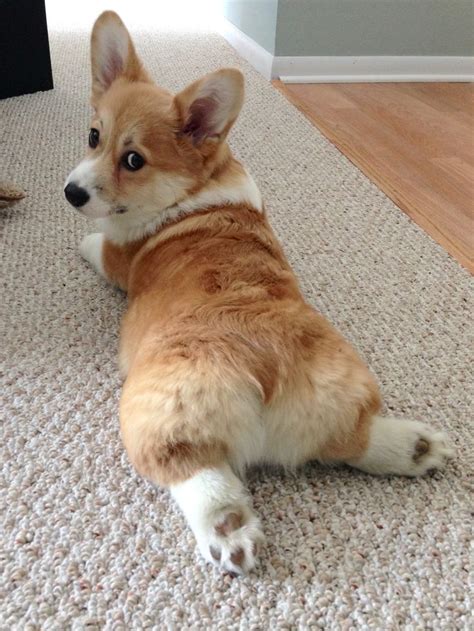 Cutest Corgi Butts 